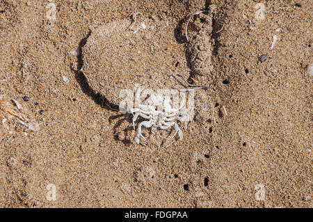 Top view of crab skeleton on the beach Stock Photo