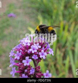 Bumble Bee on flower pollen nectar Stock Photo