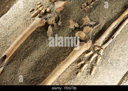 Old human skeleton exhumed from ancient grave. Archeology Stock Photo ...