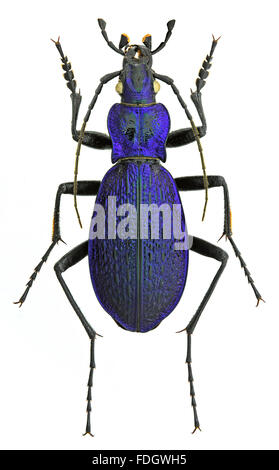 Carabus intricatus ground beetle isolated on white background Stock Photo