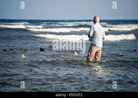 Horizontal portrait of a tourist watching lemon sharks swimming close to the beach in Cape Verde. Stock Photo
