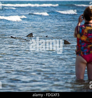 Square portrait of a tourist photographing lemon sharks swimming close to the beach in Cape Verde. Stock Photo