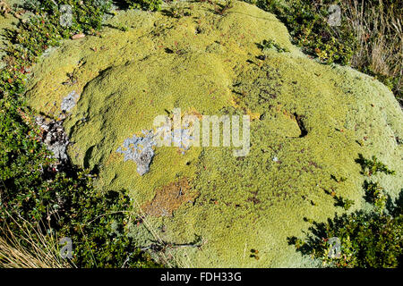 Background texture. Boulder covered with moss. Stock Photo