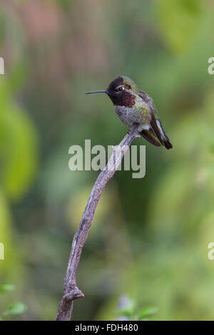 Tiny hummingbird perches on end of branch.  Location is Arizona Sonora Desert Museum in America's Southwest. Stock Photo