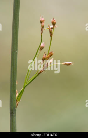 Hard rush (Juncus inflexus) in seed.A common rush with ripe seeds growing on farmland in Somerset, UK Stock Photo