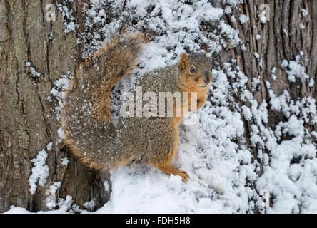 Eastern Fox Squirrel (Sciurus niger)  on tree trunk, Winter, E North America Stock Photo