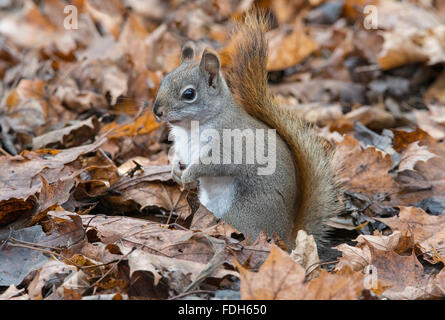 Eastern Red Squirrel hunting for food on forest floor (Tamiasciurus or Sciurus hudsonicus) E North America Stock Photo