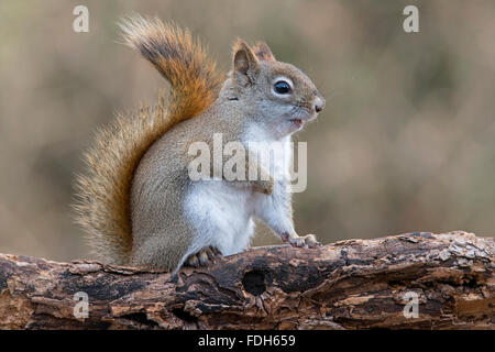 Eastern Red Squirrel making sounds, chatting (Tamiasciurus or Sciurus ...