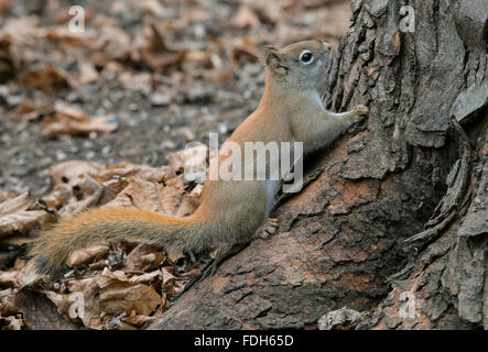 Eastern Red Squirrel climbing tree (Tamiasciurus or Sciurus hudsonicus) E North America Stock Photo