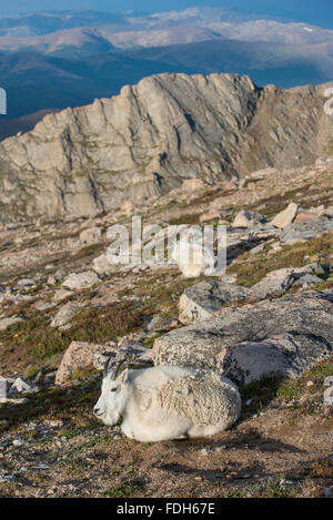 Mountain Goat (Oreamnos americanus) resting, Mount Evans Wilderness Area Mountain Rocky Mountains, Colorado USA Stock Photo