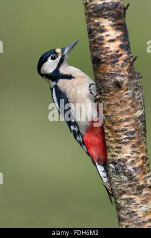 Greater Spotted Woodpecker (Dendrocopos Major)