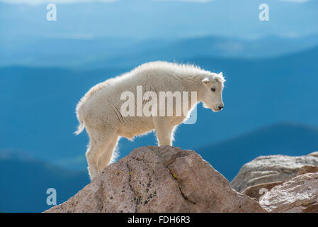Mountain Goat (Oreamnos americanus), Kid, Mount Evans Wilderness Area Rocky Mountains, Colorado USA Stock Photo