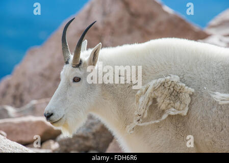 Mountain Goat (Oreamnos americanus) shedding fur, Mount Evans Wilderness Area Rocky Mountains, Colorado USA Stock Photo