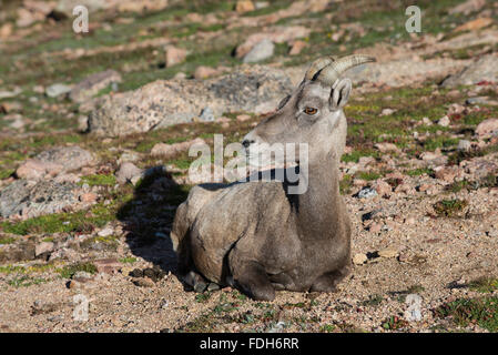 Bighorn Sheep (Ovis canadensis) Ewe, resting, Mount Evans Wilderness Area, Rocky Mountains, Colorado USA Stock Photo