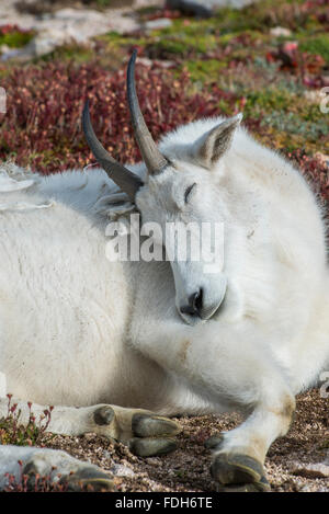 Mountain Goat (Oreamnos americanus) sleeping, Rocky Mountains, Mount Evans Wilderness Area, Colorado USA Stock Photo