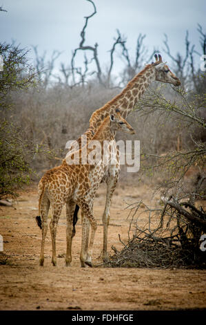 Mother giraffe (Giraffa camelopardalis) and her baby walking throughHlane Park, Swaziland, Africa. Stock Photo