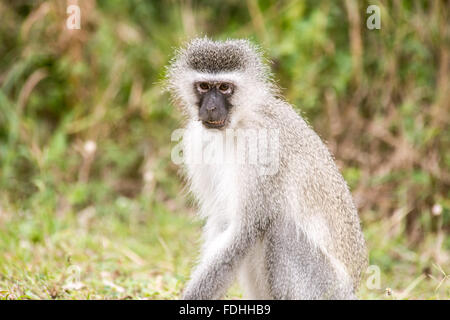 Vervet monkey (Chlorocebus pygerythrus) sitting in Saint Lucia, Kwazulu-Natal, South Africa - iSimangaliso Wetland Park Stock Photo