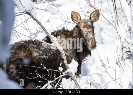 close up of a female moose walking on fresh snow on the side of the road in Northern Idaho Stock Photo