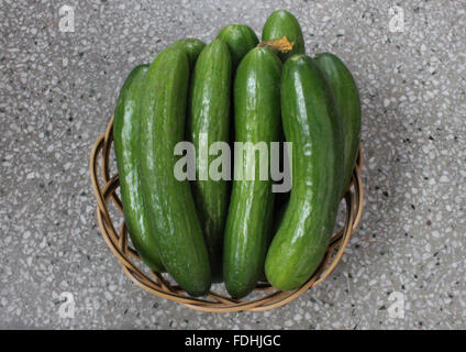 Cucumis sativus, Persian cucumber, thin skinned slender fruits with dark green bumpy skin, white flesh, used in salads, salsa Stock Photo