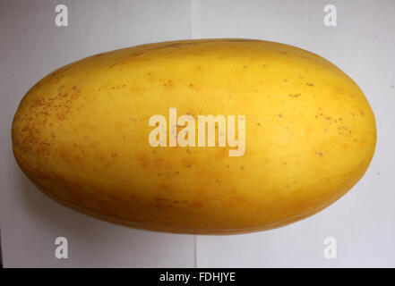 Snap melon, Cucumis melo var momordica, oval fruit consumed as cucumber when young, melon when ripe, splitting when mature Stock Photo