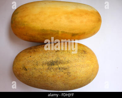 Snap melon, Cucumis melo var momordica, oval fruit consumed as cucumber when young, melon when ripe, splitting when mature Stock Photo