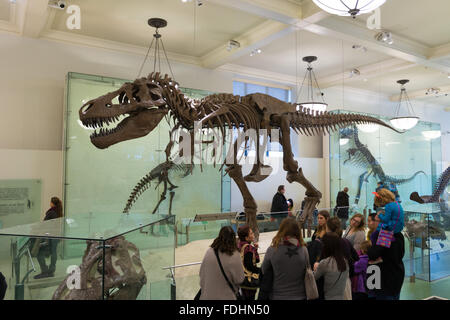 Skeleton of Tyrannosaurus rex in American Museum of Natural History New York City Stock Photo