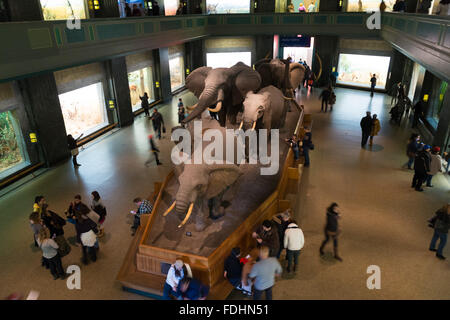 A herd of elephants on display in the large mammals hall at the Museum of Natural History in New York Stock Photo