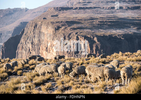 Sheep grazing on a mountain top in Lesotho, Africa Stock Photo