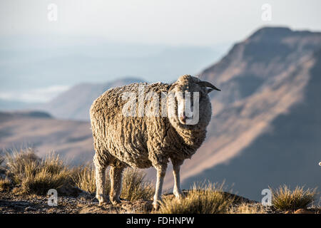 Sheep grazing on a mountain top in Lesotho, Africa Stock Photo