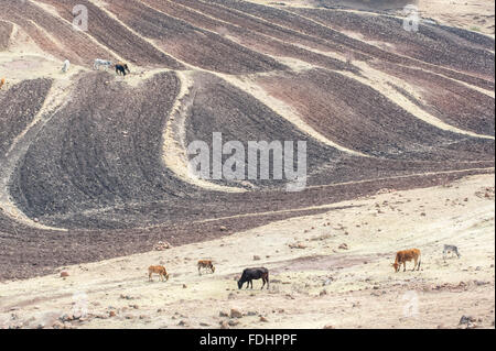 Cattle grazing on farmland in Somenkong, Lesotho, Africa Stock Photo