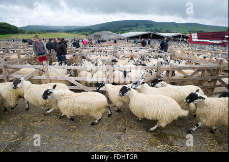 Pens of Mule Gimmer Lambs at the Hawes Auction Mart in Yorkshire, England. Stock Photo