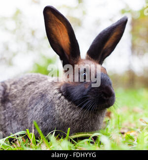 The Rabbit sitting on green grass Stock Photo - Alamy