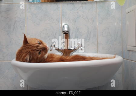 portrait of a cat washing in the sink Stock Photo