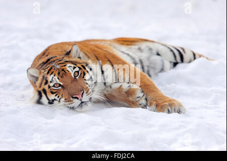 Beautiful wild siberian tiger on snow Stock Photo