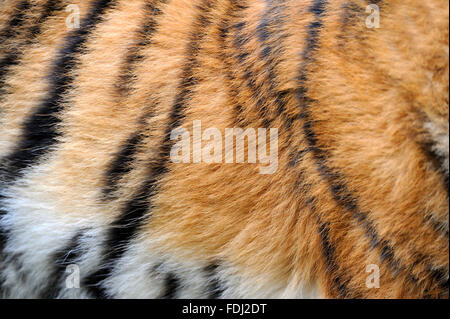 Close-up texture of real tiger skin Stock Photo