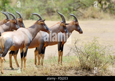 Topi Antelope (Damaliscus lunatus) in Kenya's Masai Mara Reserve Stock Photo