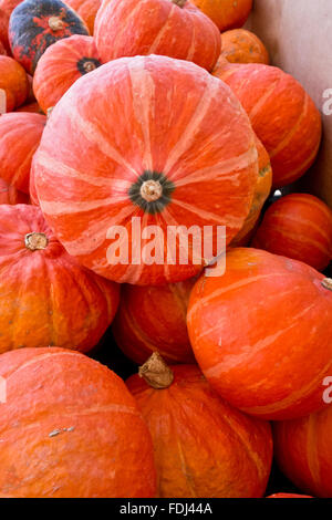 Buttercup squash.  Orange round winter squash.  Cucurbita maxima. Stock Photo