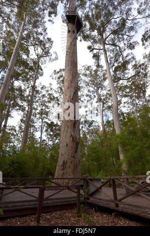 The Dave Evans Bicentennial Tree in the  Warren National Park, Australia Stock Photo