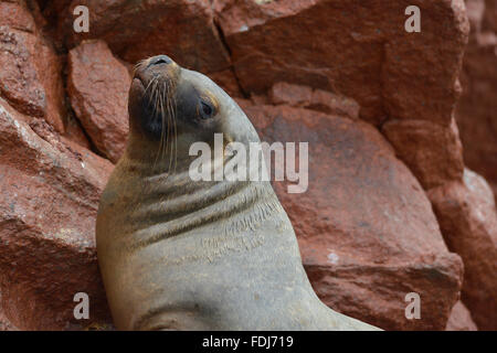 Sea lions, Ballestas Islands, Paracas, Peru. Stock Photo