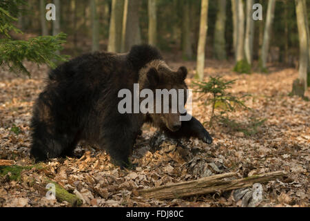 European Brown Bear / Europaeischer Braunbaer ( Ursus arctos ) strolls around in mixed woods through withered leaves. Stock Photo
