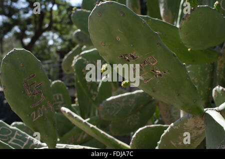 Sunlit cacti in Bolivia with graffiti in Spanish te amo e.g. I love you, engraved in one of the cactus leaves or fronds, Stock Photo