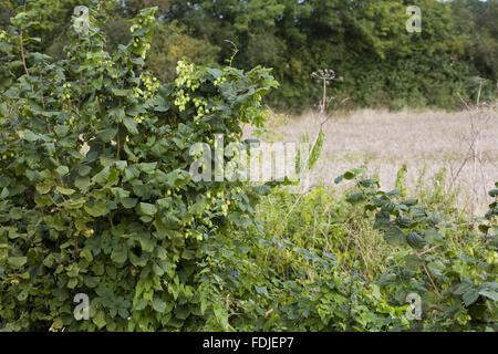 Hops growing along the hedgerows at Sissinghurst Castle Garden, near ...