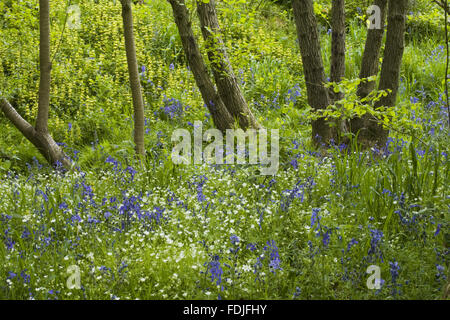 Wildflowers in the woodland, in spring, at Sissinghurst Castle Garden ...