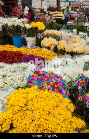 Flowers at Paloquemao farmers flower market in Bogota, Colombia, South America. Stock Photo