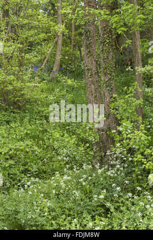 Wildflowers in the woodland, in spring, at Sissinghurst Castle Garden ...