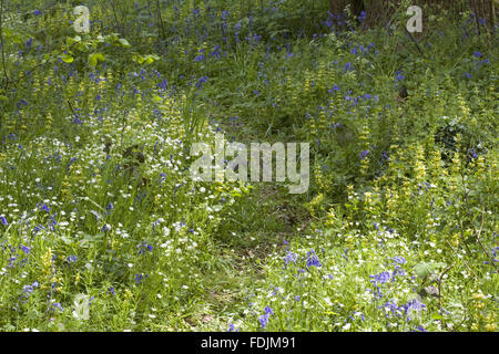 Wildflowers in the woodland, in spring, at Sissinghurst Castle Garden ...