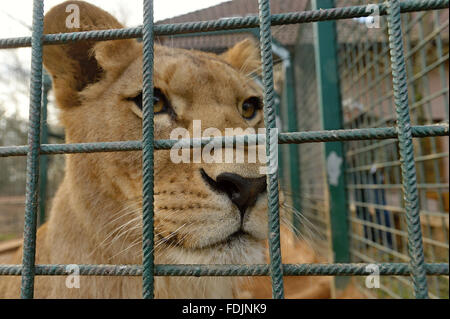 Pilsen, Czech Republic. 27th Jan, 2016. The Barbary Lion female is pictured in its enclosure in Pilsen zoo, Czech Republic, on Wednesday, January 27, 2016. This year the Pilsen zoo will celebrate 90 years since its foundation. © Pavel Nemecek/CTK Photo/Alamy Live News Stock Photo