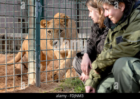 Pilsen, Czech Republic. 27th Jan, 2016. The Barbary Lion female is pictured in its enclosure in Pilsen zoo, Czech Republic, on Wednesday, January 27, 2016. This year the Pilsen zoo will celebrate 90 years since its foundation. © Pavel Nemecek/CTK Photo/Alamy Live News Stock Photo