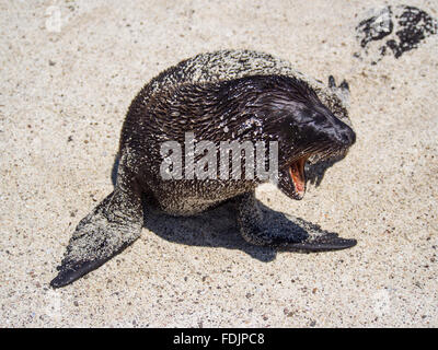 Sea Lion cub on Santa Fe Island in the Galapagos Archipelago Stock Photo