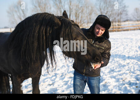 The man feeding frisian horse outdoor in winter Stock Photo